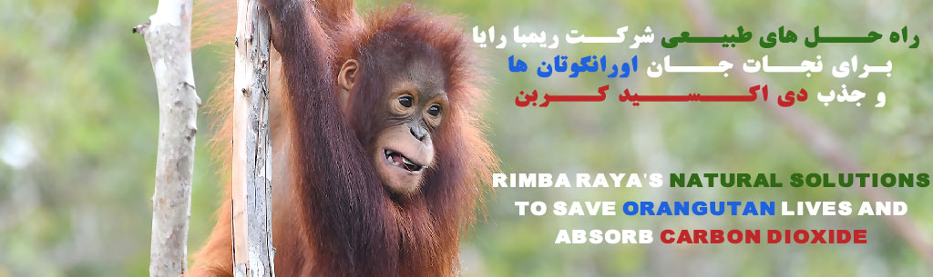 Rimba Raya’s natural solutions to save orangutan lives and absorb carbon dioxide